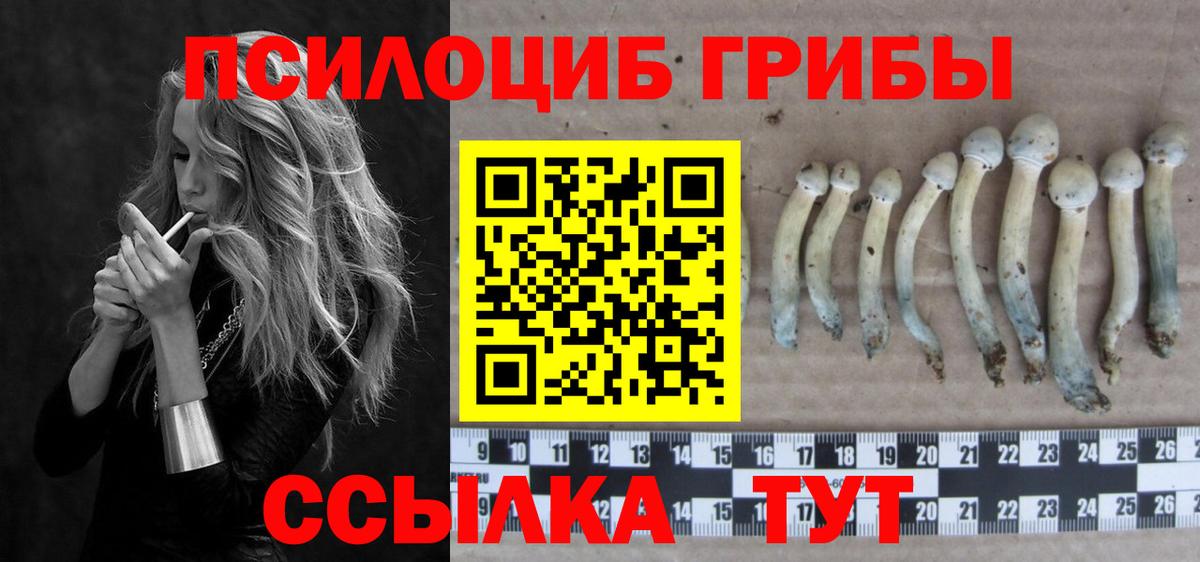 Малгобек  Галлюциногенные грибы Psilocybe  Вход с VPN 